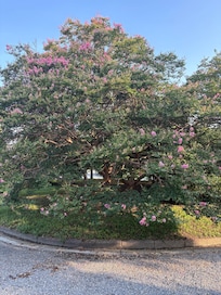 夏はサルスベリ