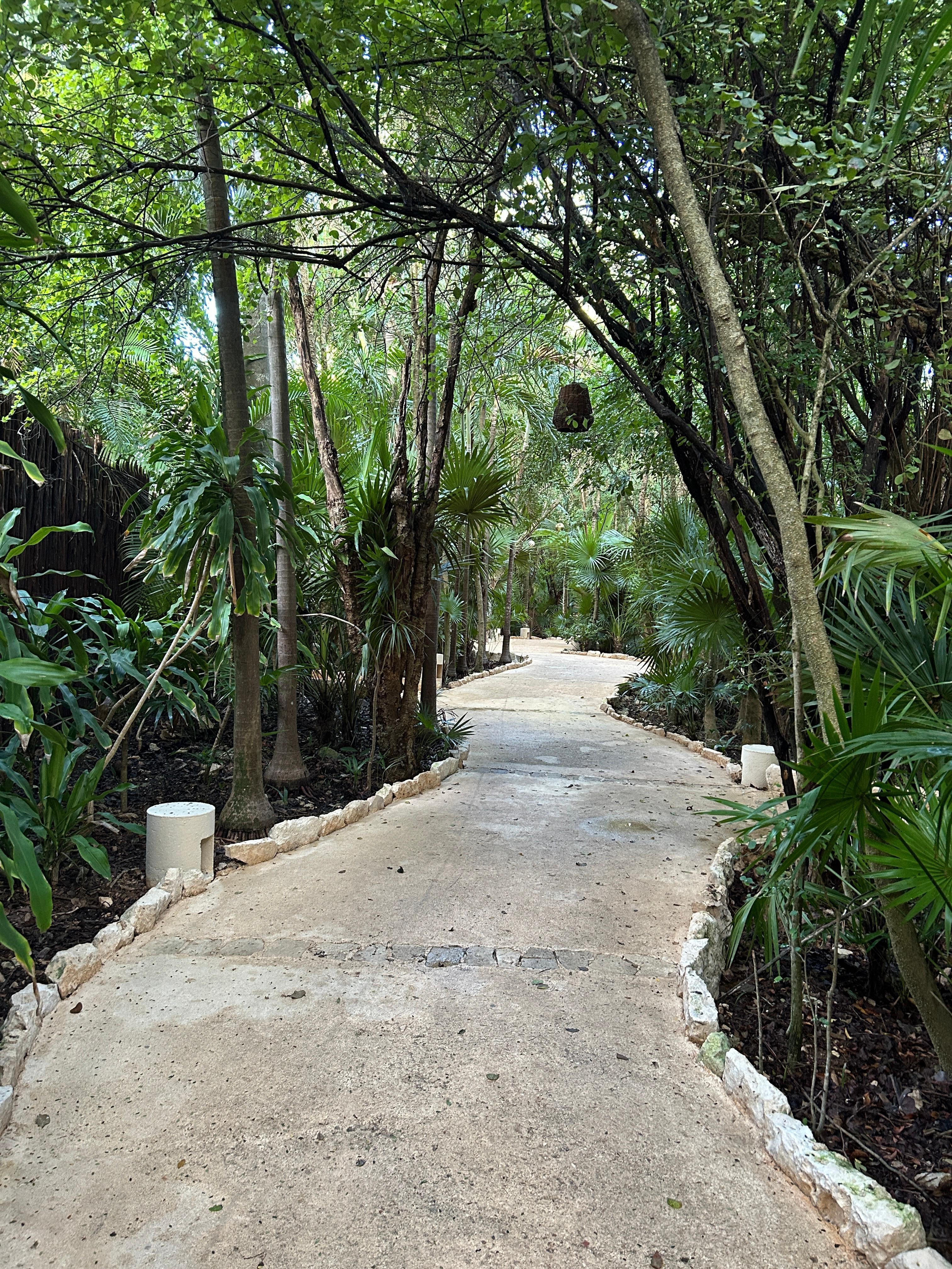 Pathway through the jungle...stunning!