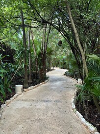 Pathway through the jungle...stunning!