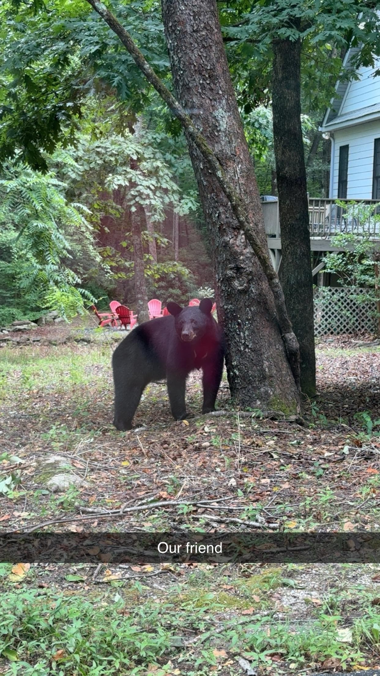 Momma bear the day after we met her cub