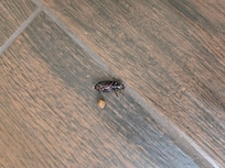 Cockroach