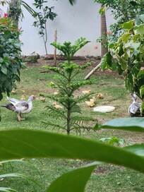 Resident ducks on-site