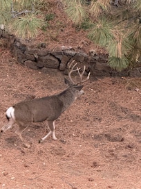 Right out the kitchen window!