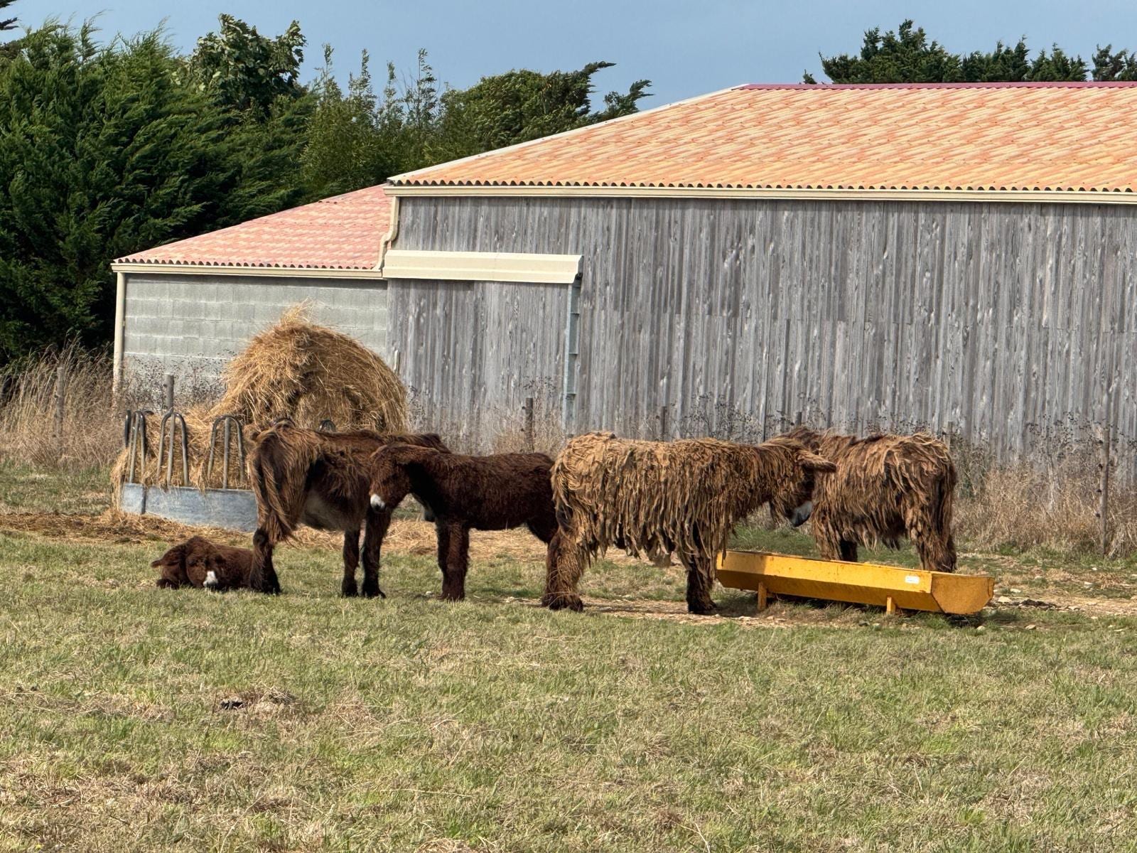 The famous Ile de Re donkeys 