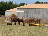 The famous Ile de Re donkeys