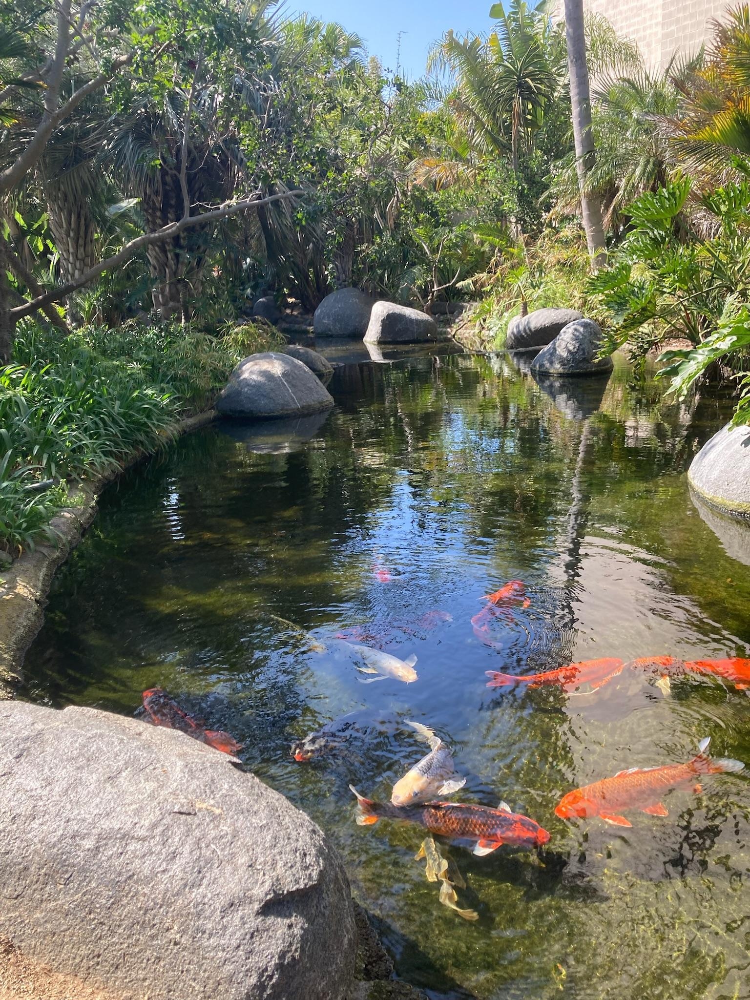 Koi pond right across from the room. 
