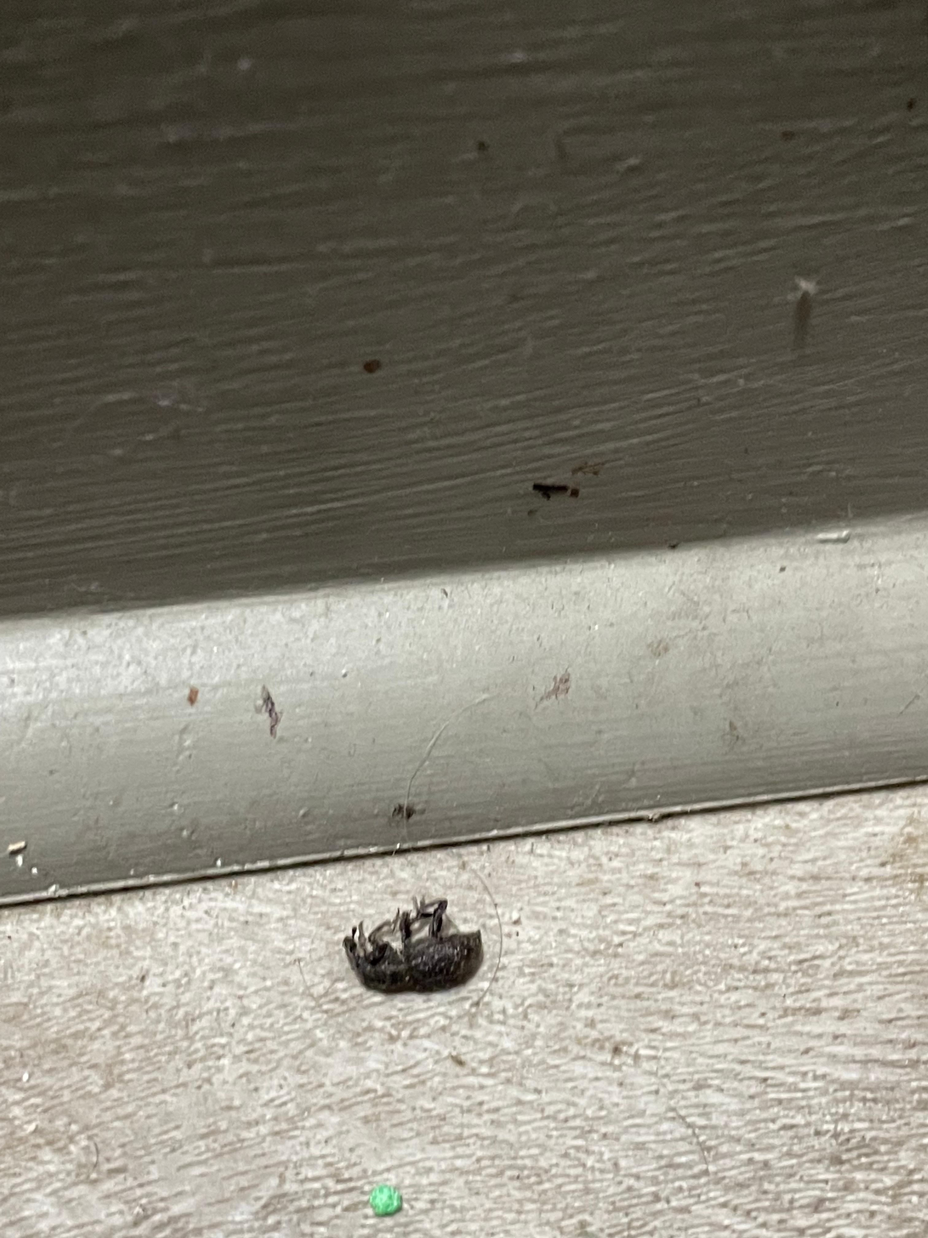 One of a few dead bugs 