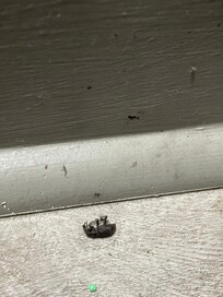 One of a few dead bugs