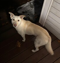 Be aware GiGi is a playful dog