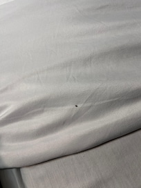 Roach we killed in the bed