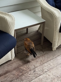 Deck outside room with one of many Key West chickens.