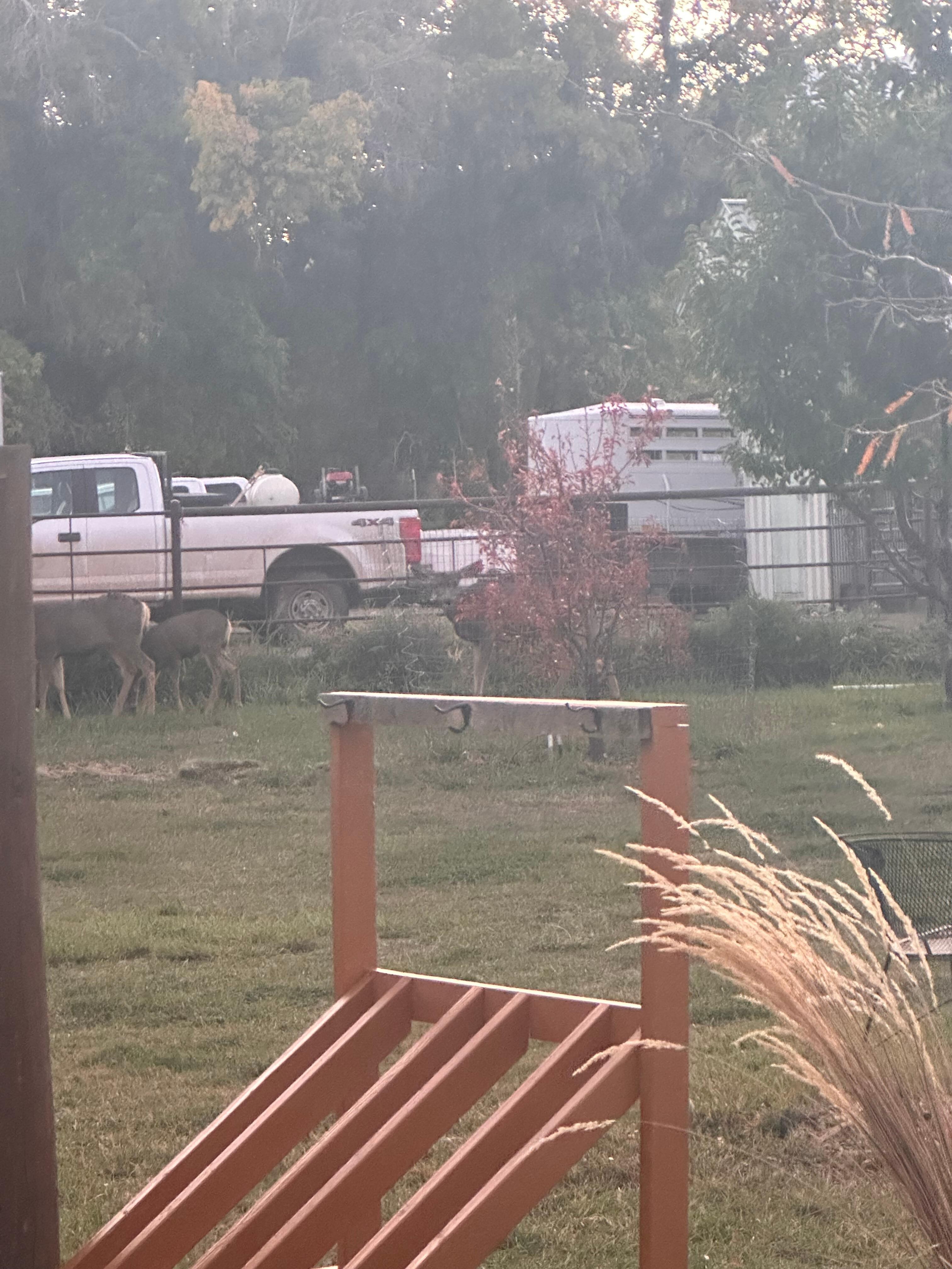 Deer in the early morning hours