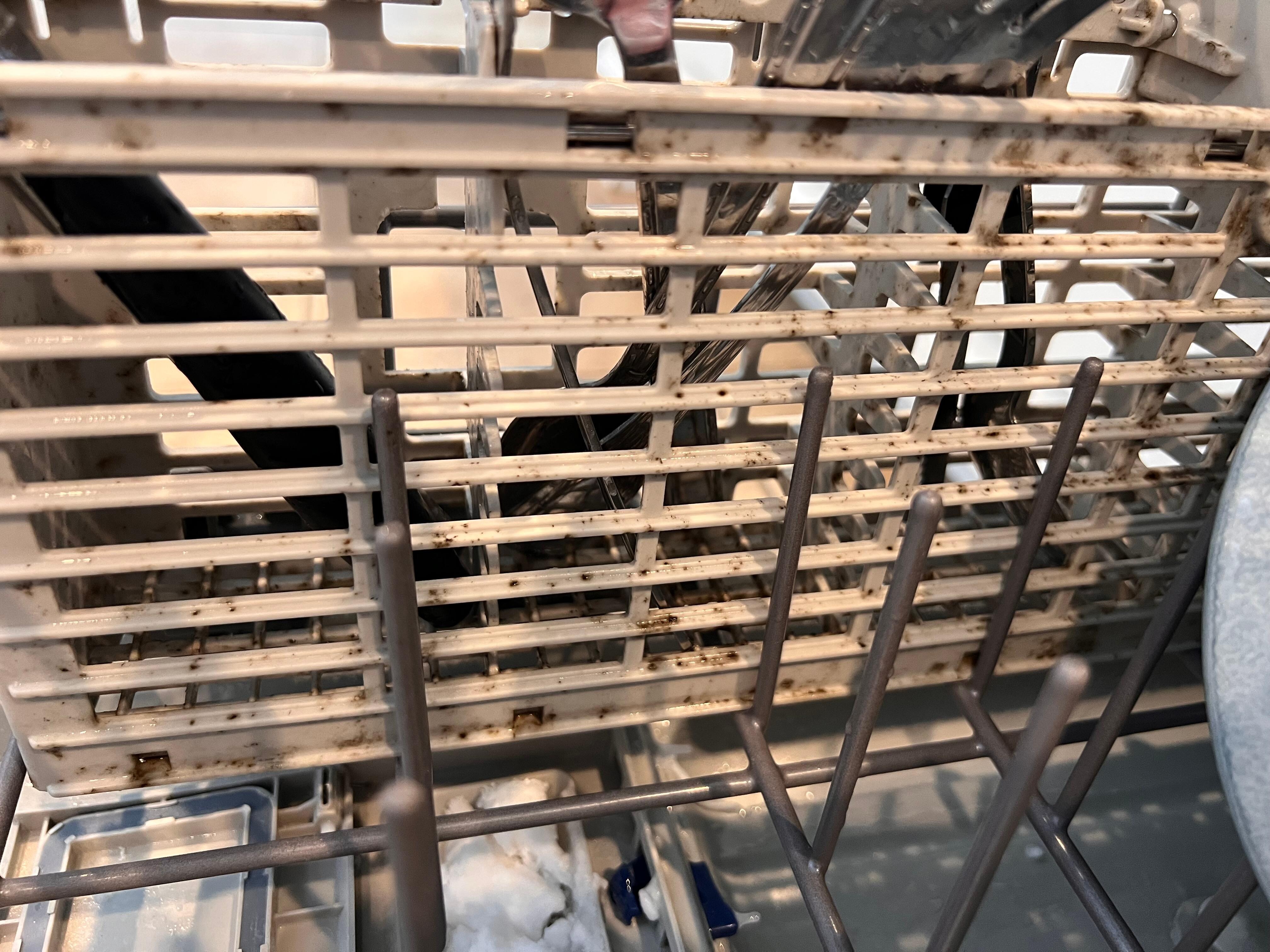 Silverware basket in dishwasher covered in mold and mildew