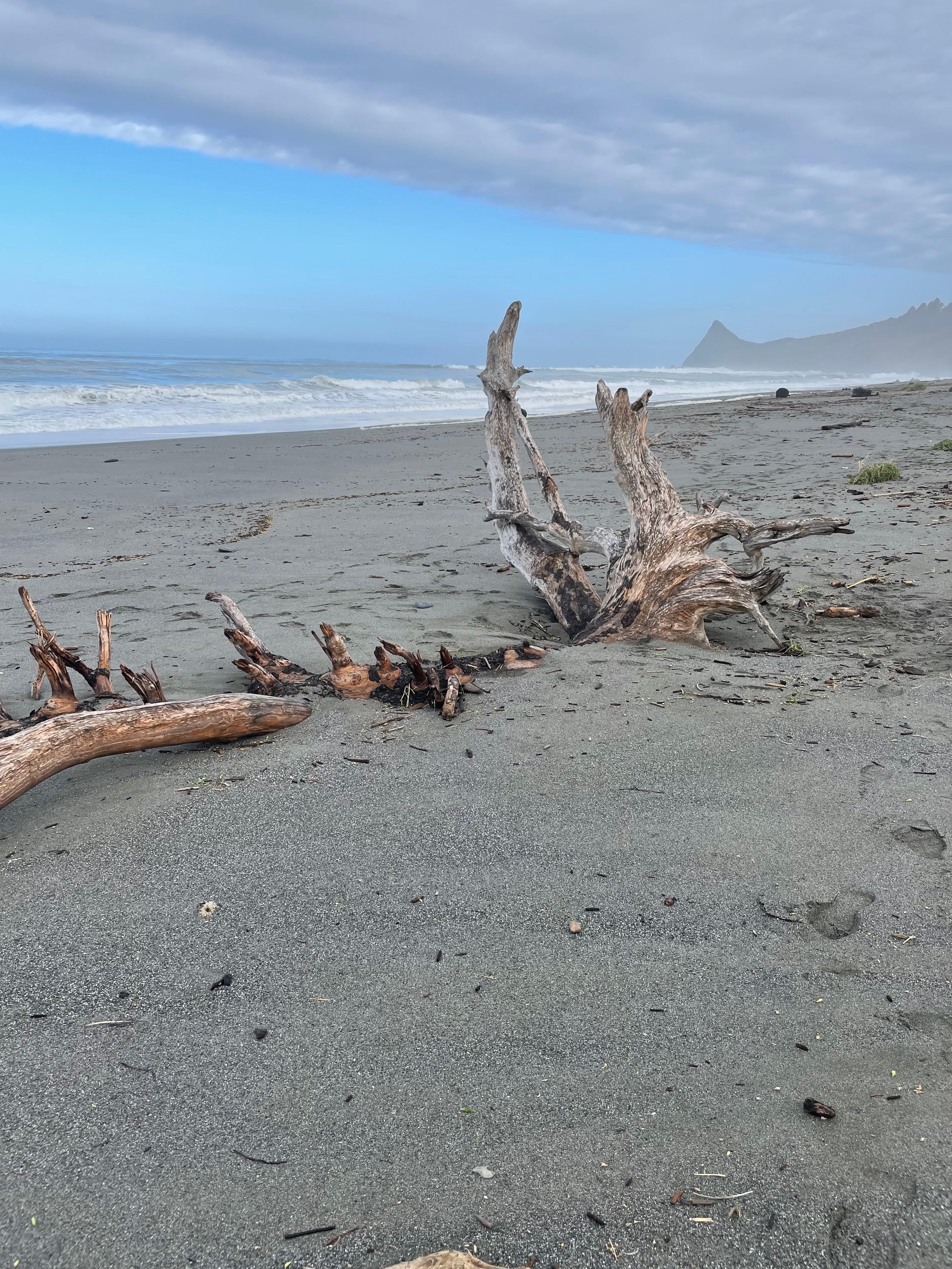 Beach north of lodging pet friendly