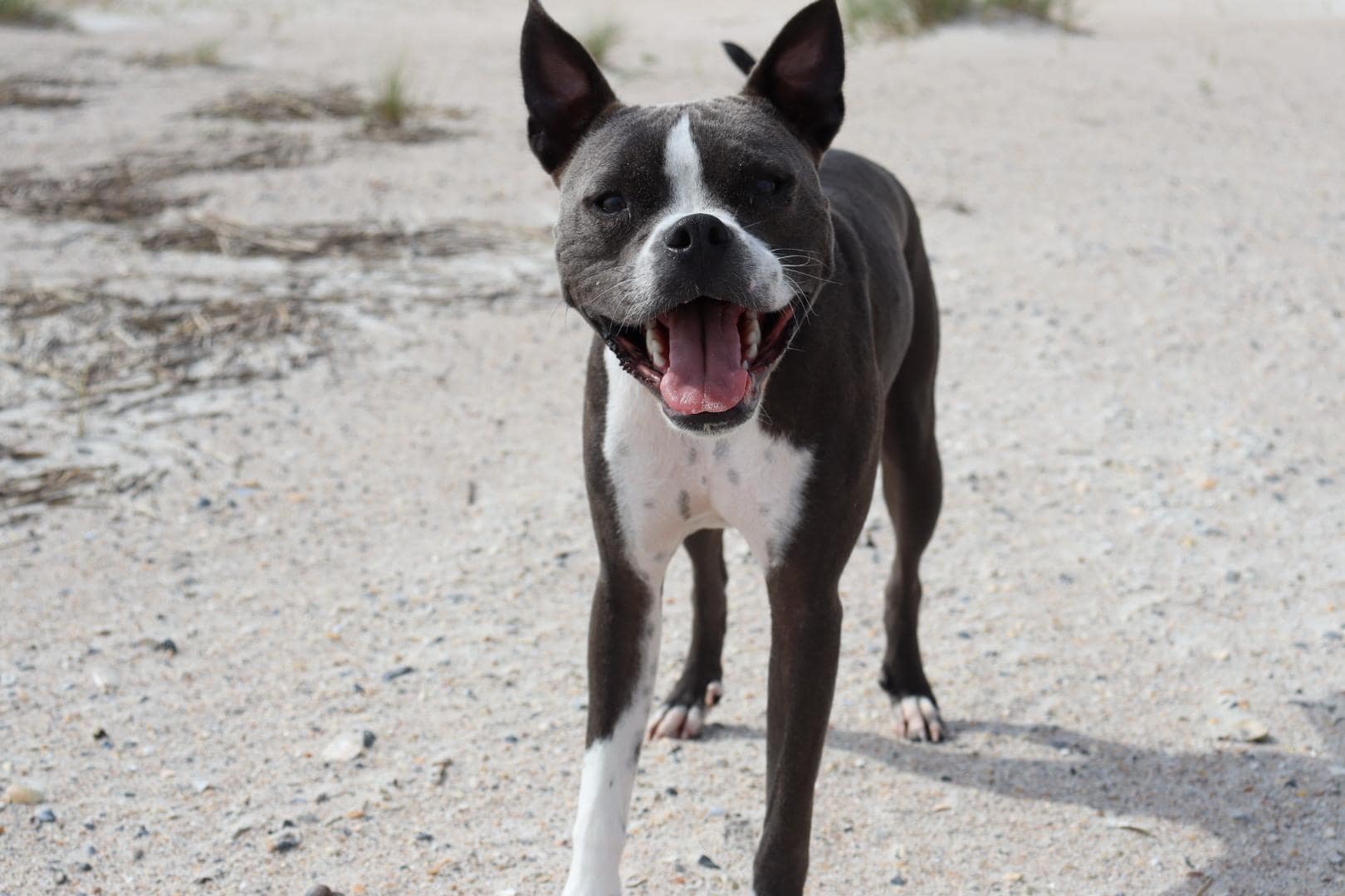 Our dog puck enjoying the beach