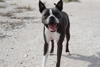 Our dog puck enjoying the beach