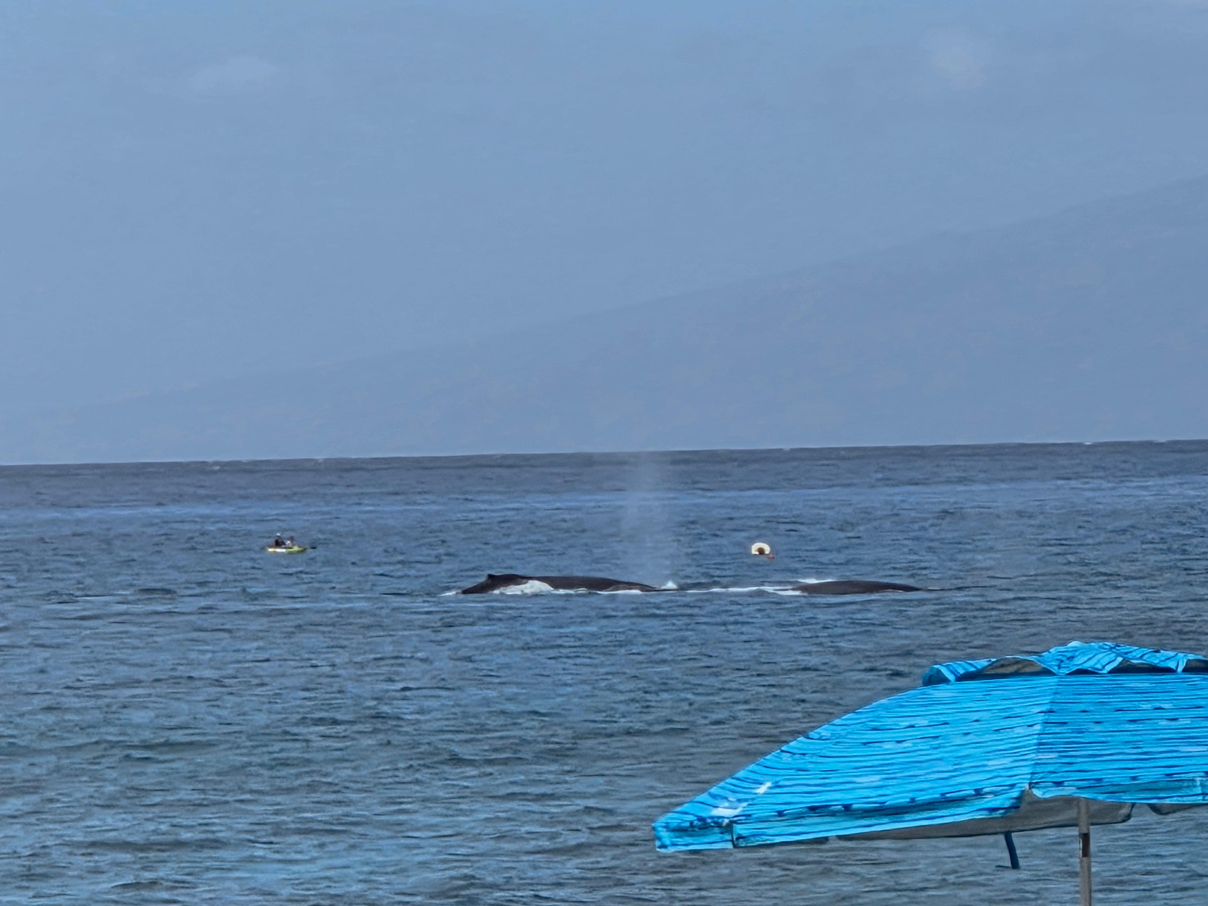 Whales from the pool