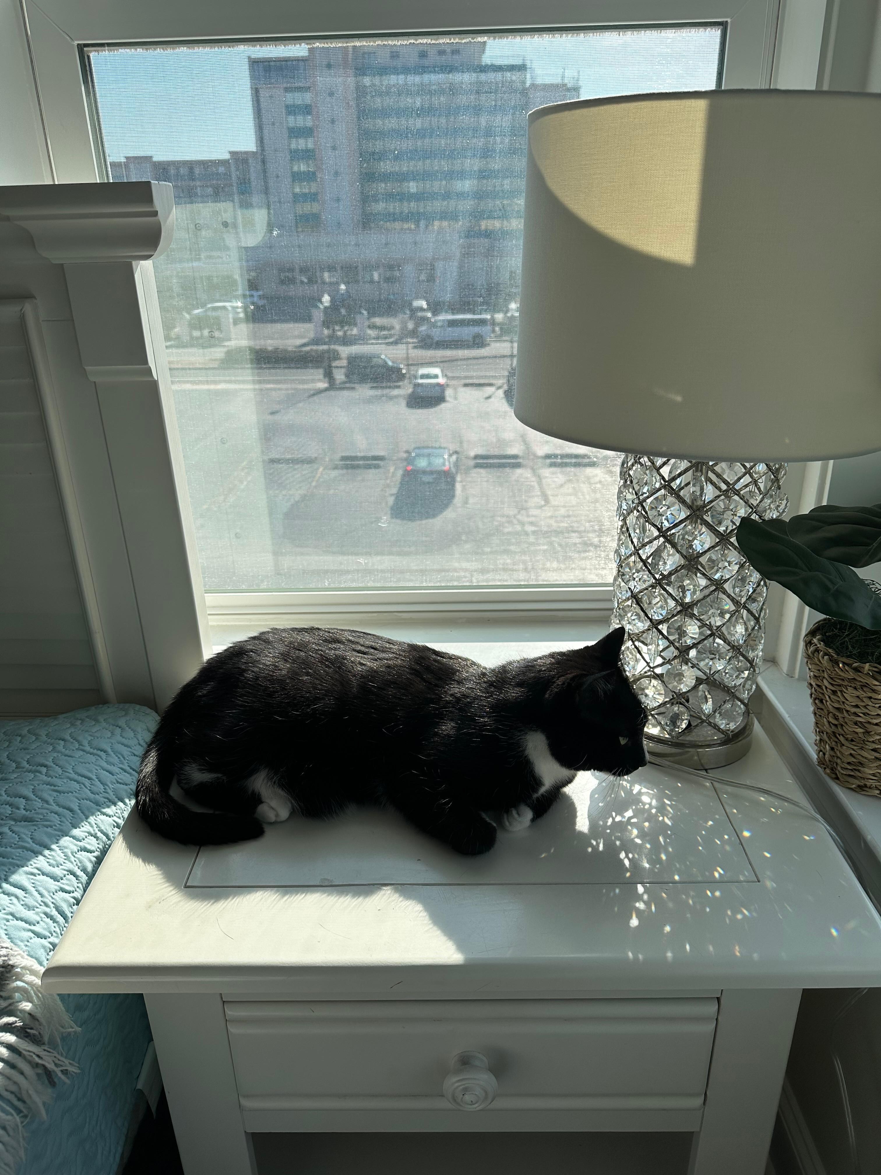 cat friendly sunny primary bedroom