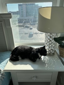 cat friendly sunny primary bedroom