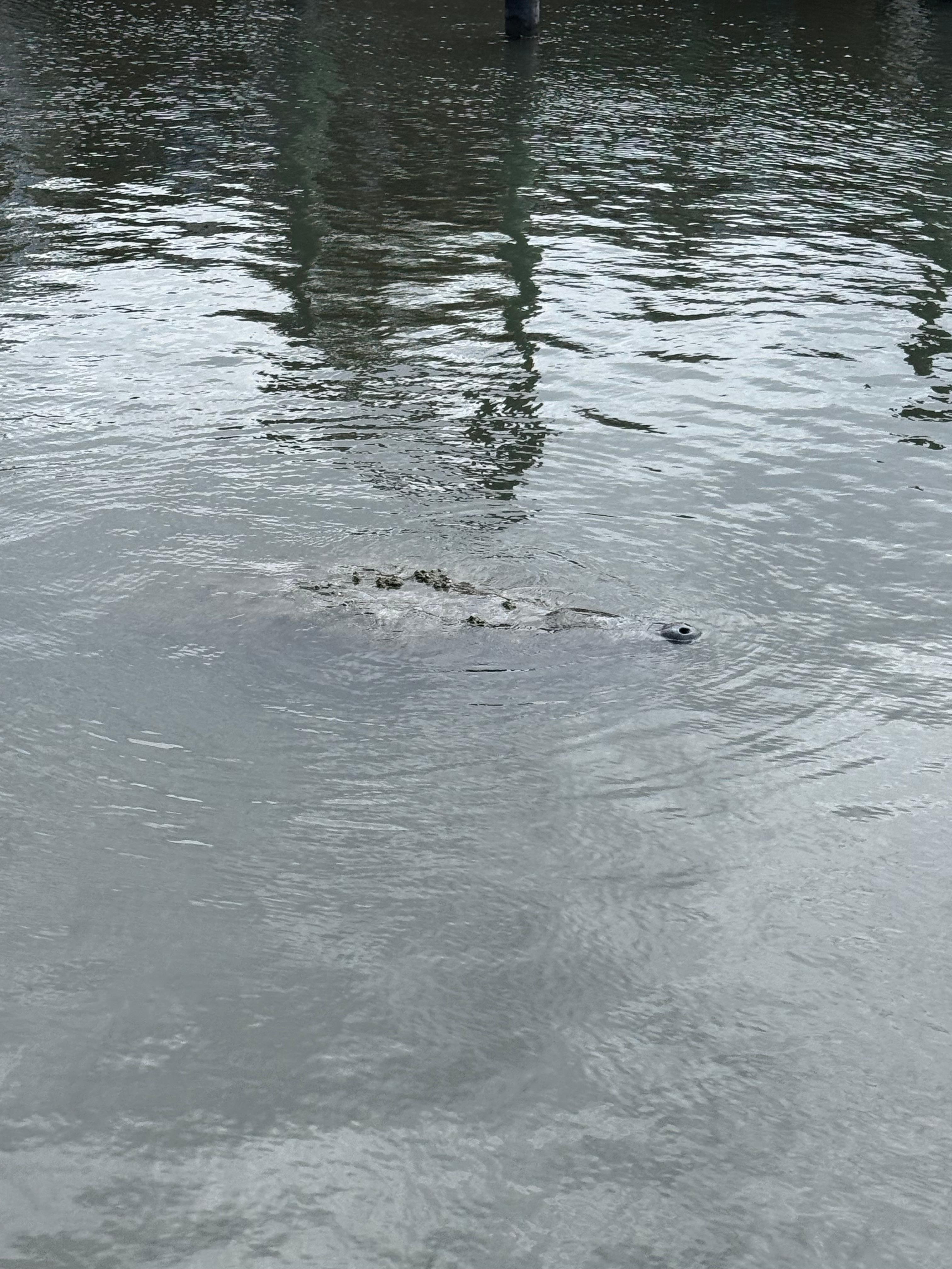 Manatees floating by.