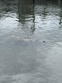 Manatees floating by.