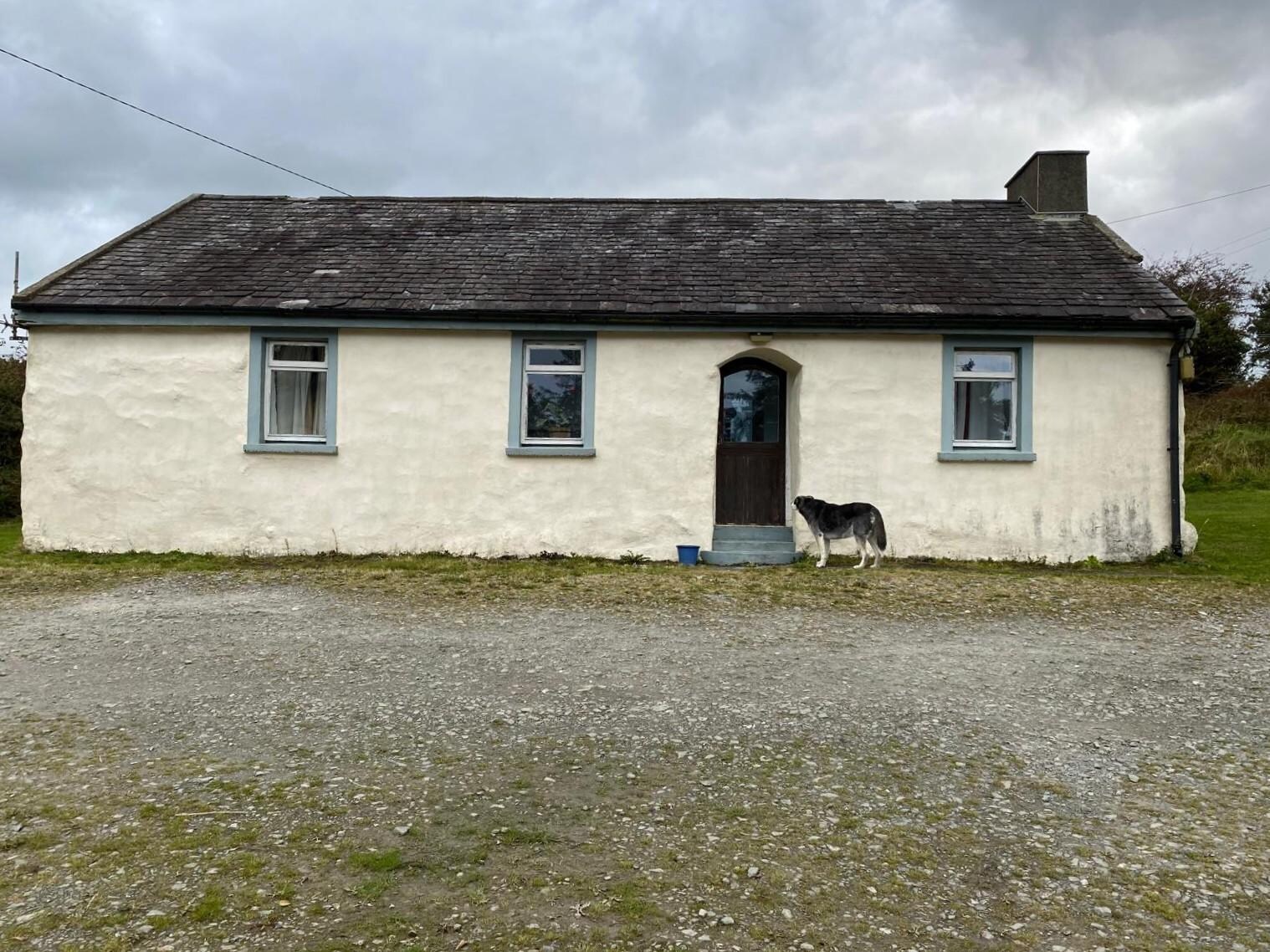 Friendly dog from next door