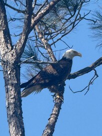 Bald eagle St. George State Park