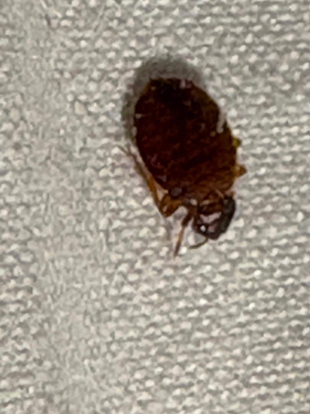 Well fed dead bed bug