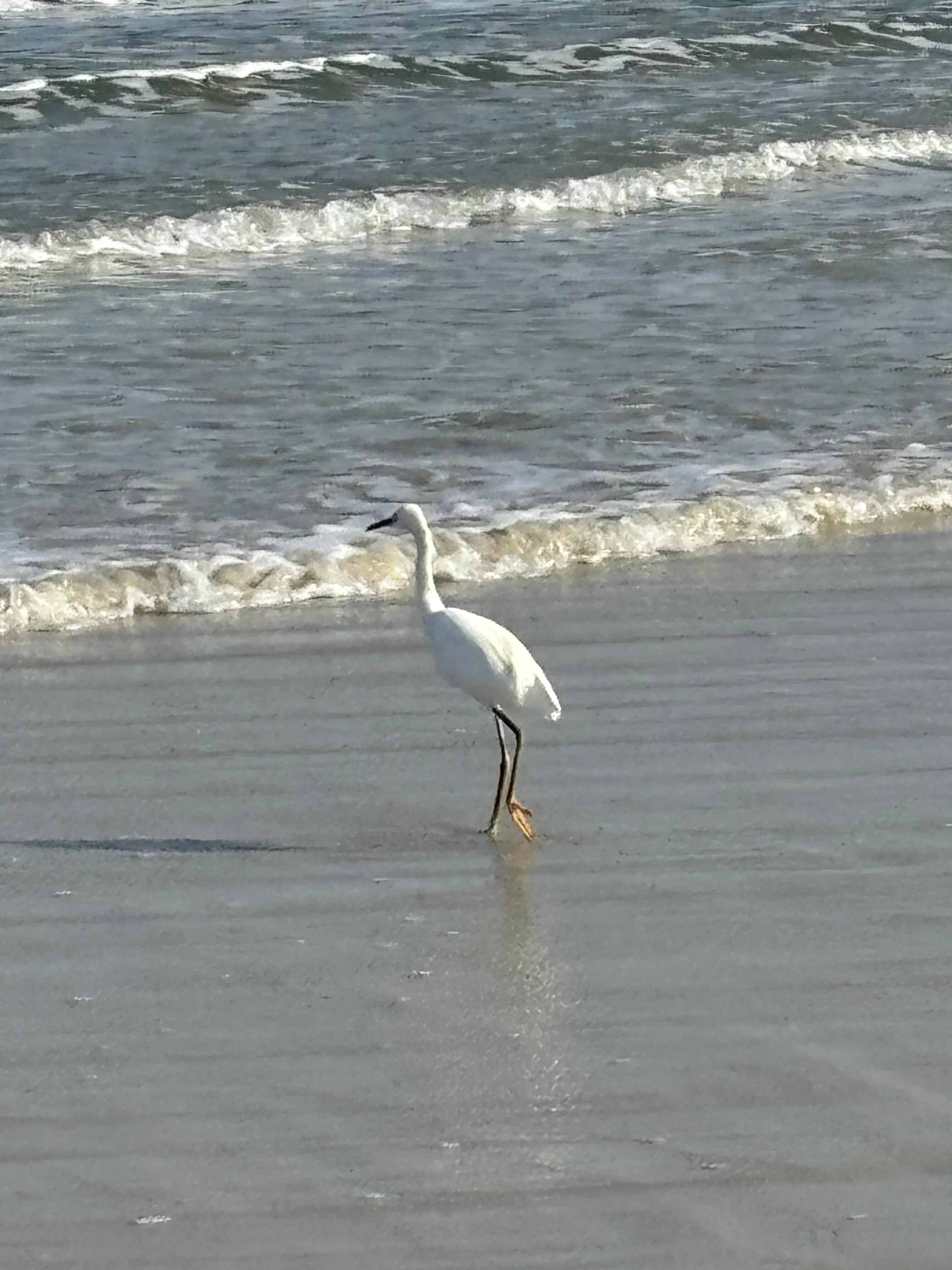 Walking a quiet beach in December 