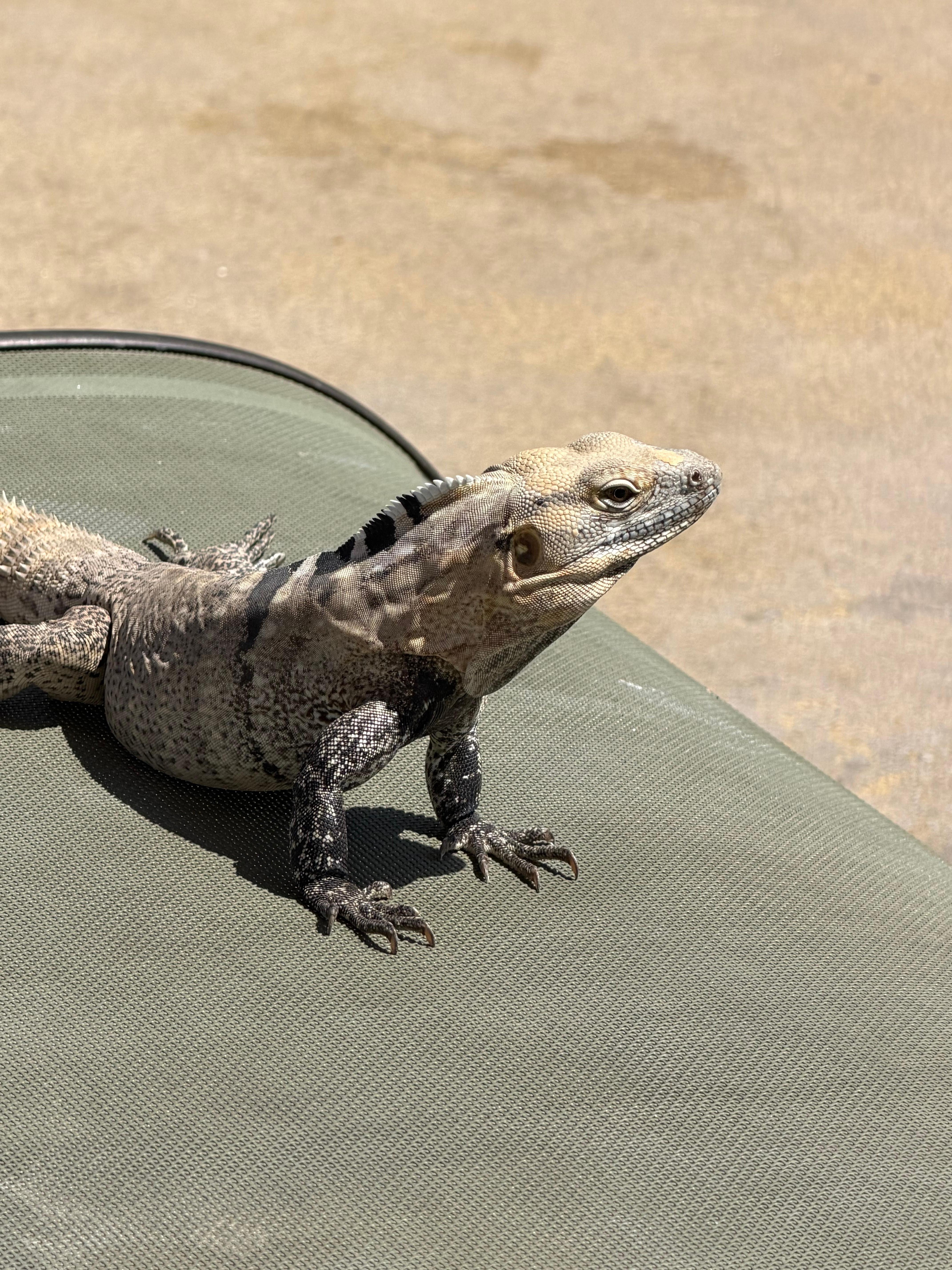 Met a fries at the kid pool 