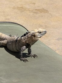 Met a fries at the kid pool