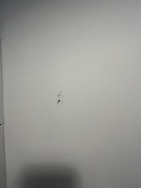 Dead bug