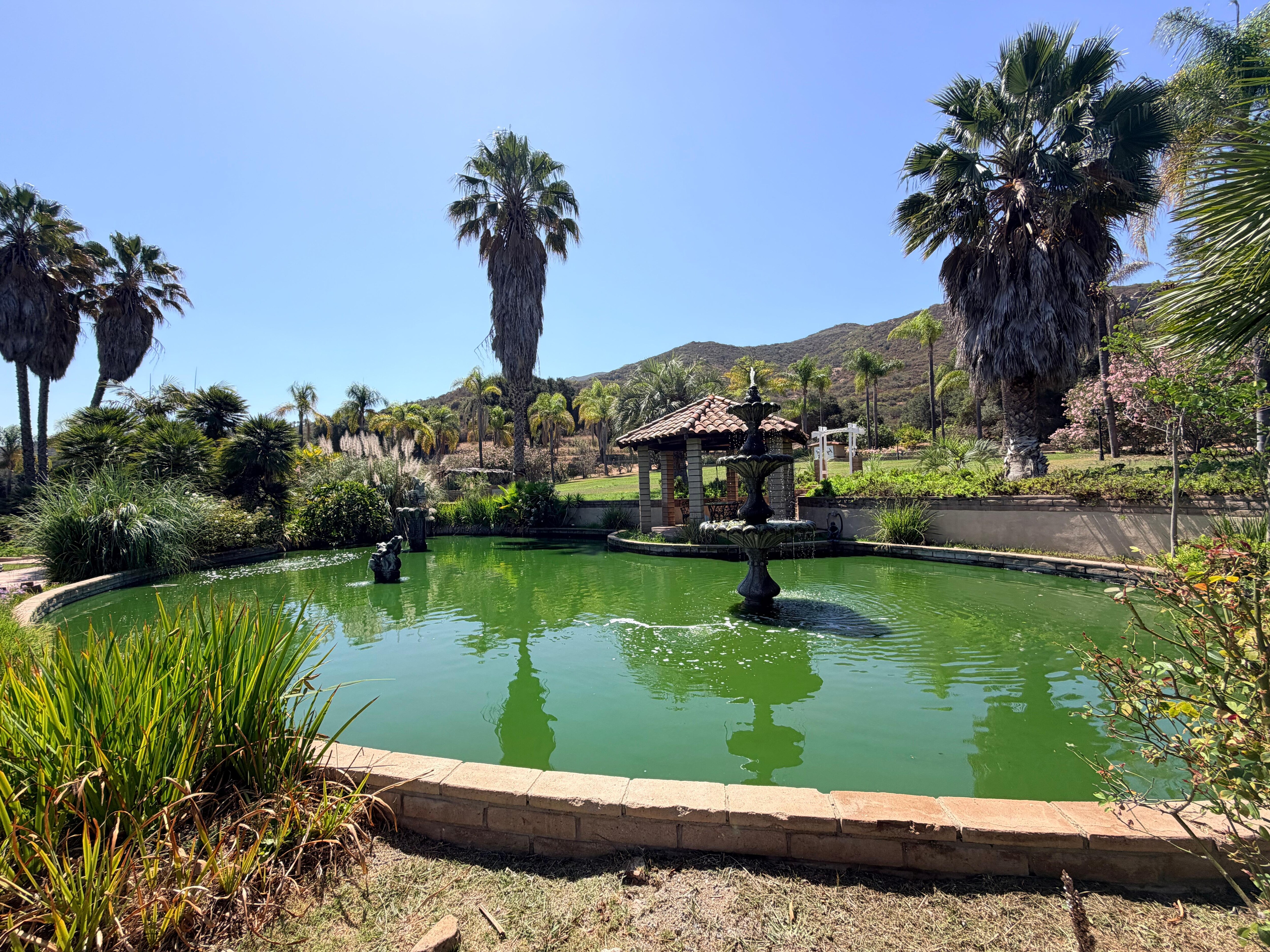 Koi pond with lots of fish!