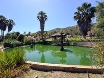 Koi pond with lots of fish!