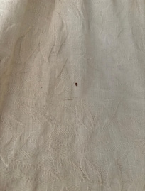 Bed bug stain