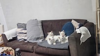 our cats also loved the stay there:)
