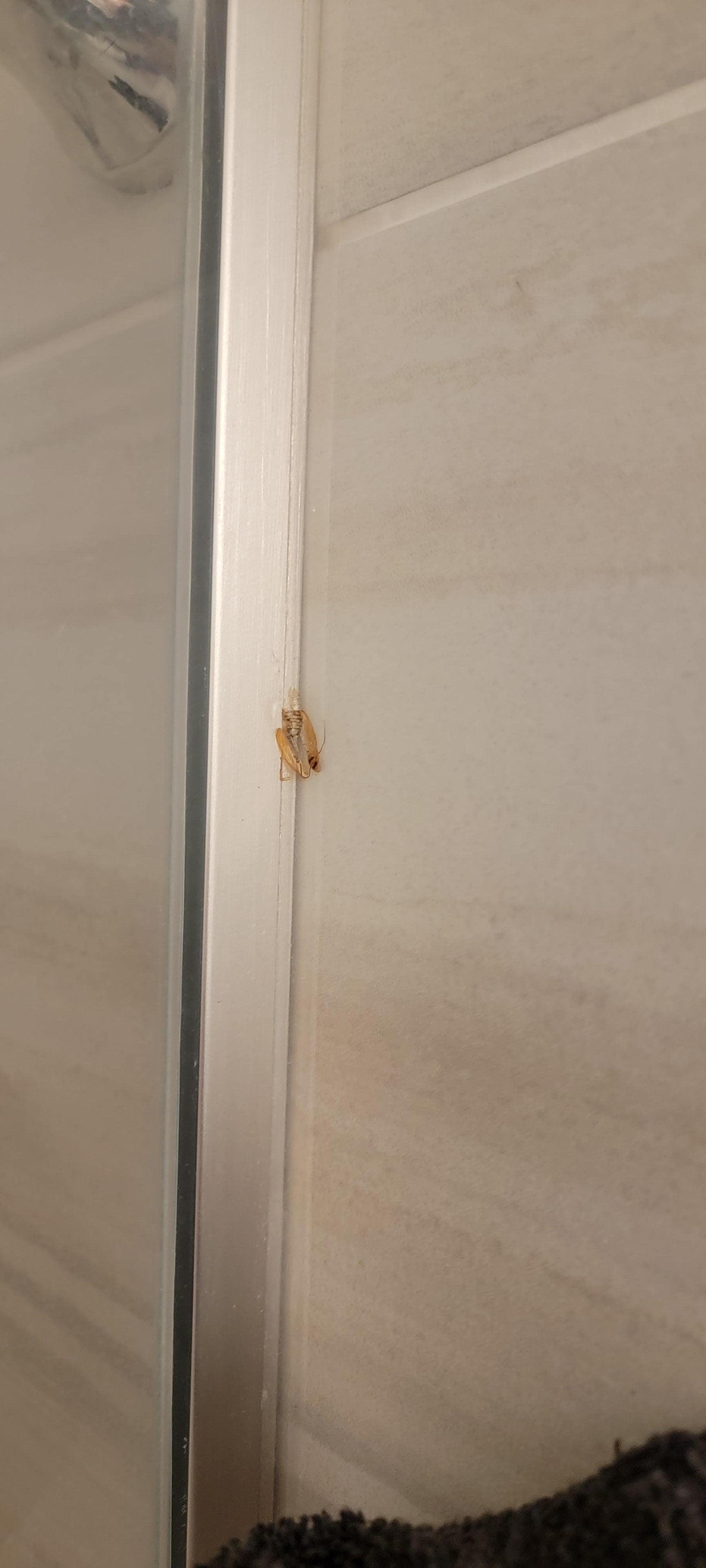 Cockroach in the bathroom