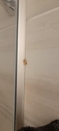 Cockroach in the bathroom