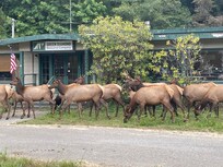Elk near the property
