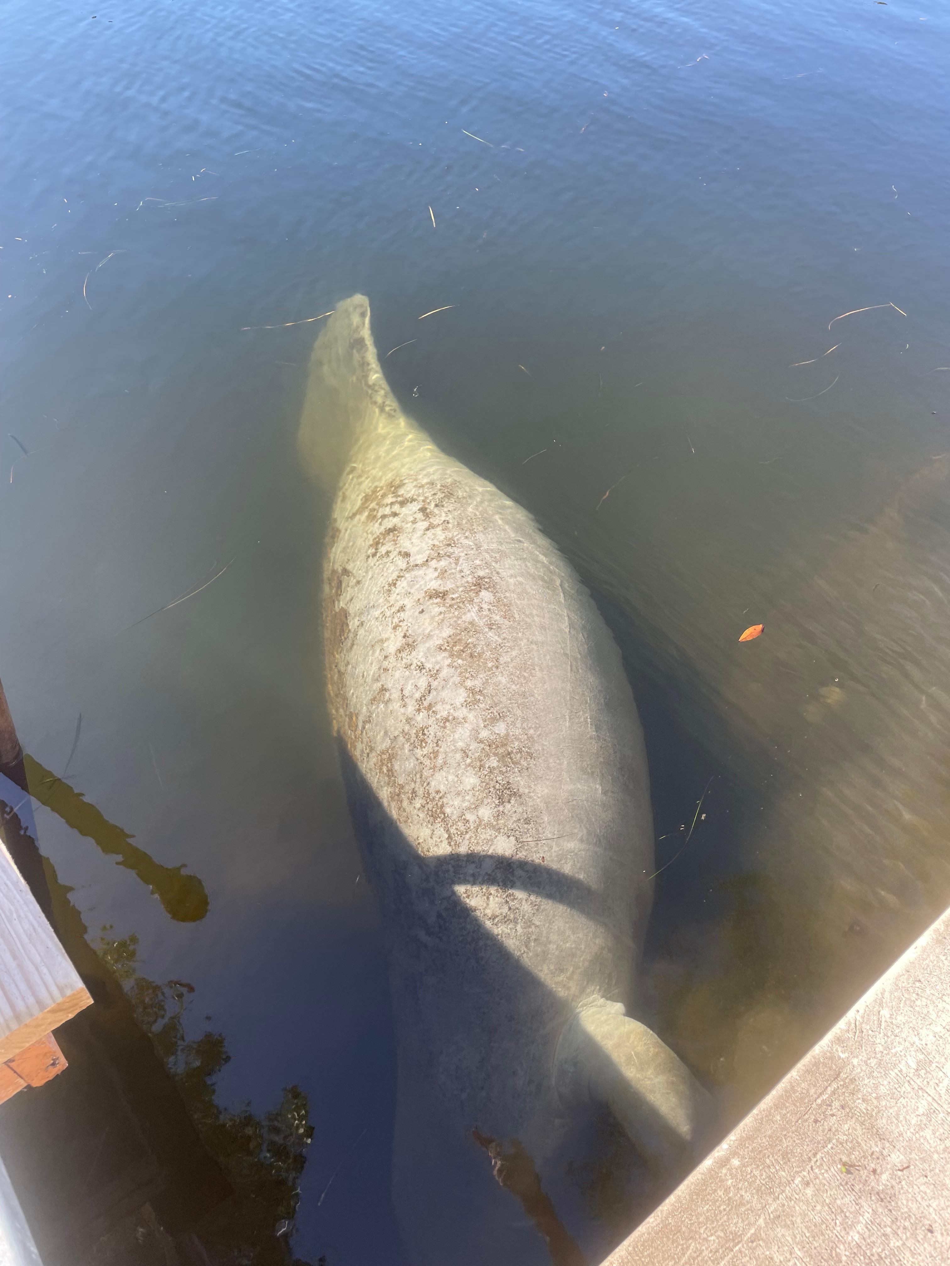 Manatees!!