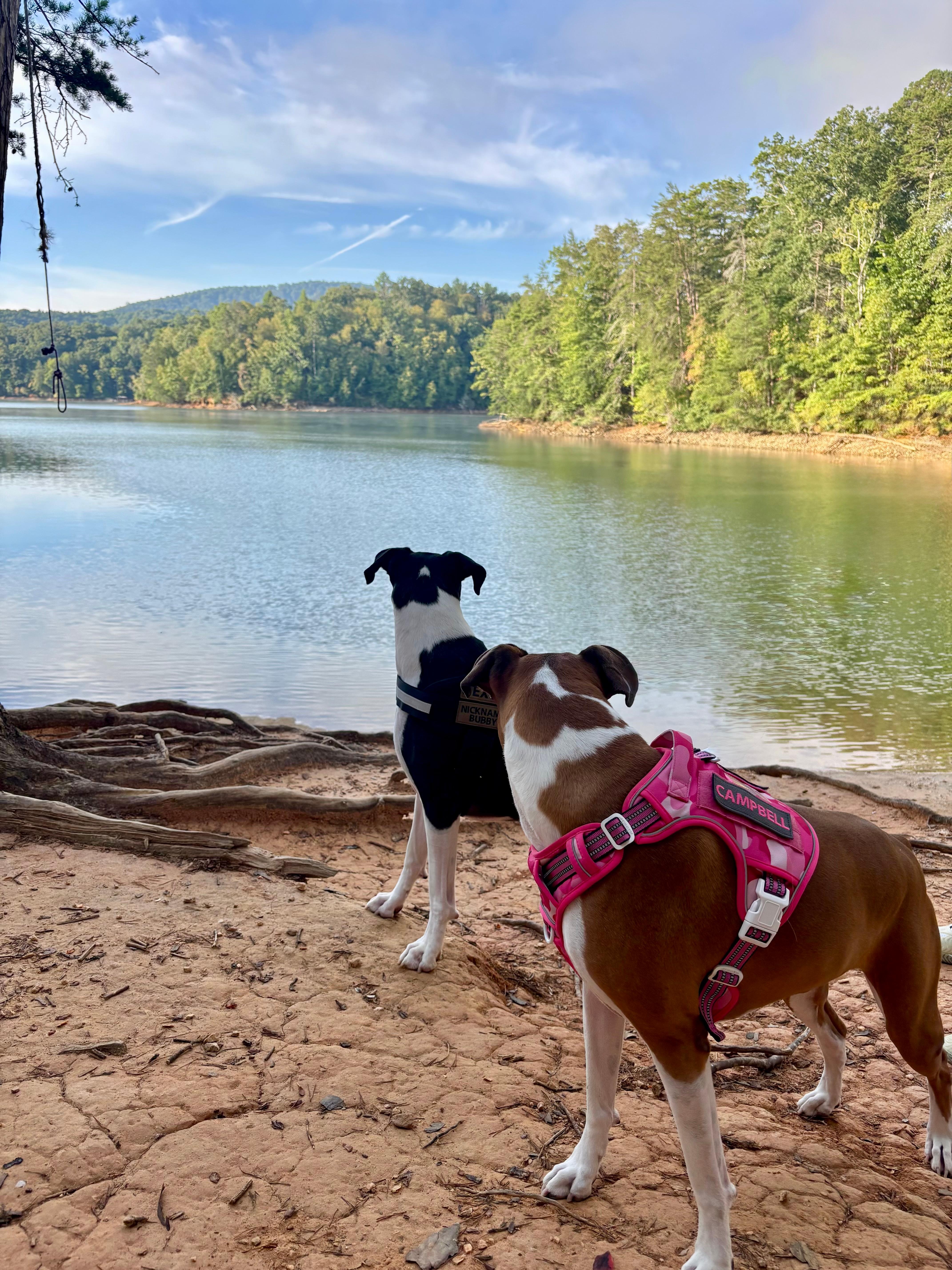 Campbell and Dexter enjoying a morning stroll at Lake Blue Ridge