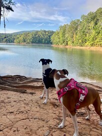 Campbell and Dexter enjoying a morning stroll at Lake Blue Ridge