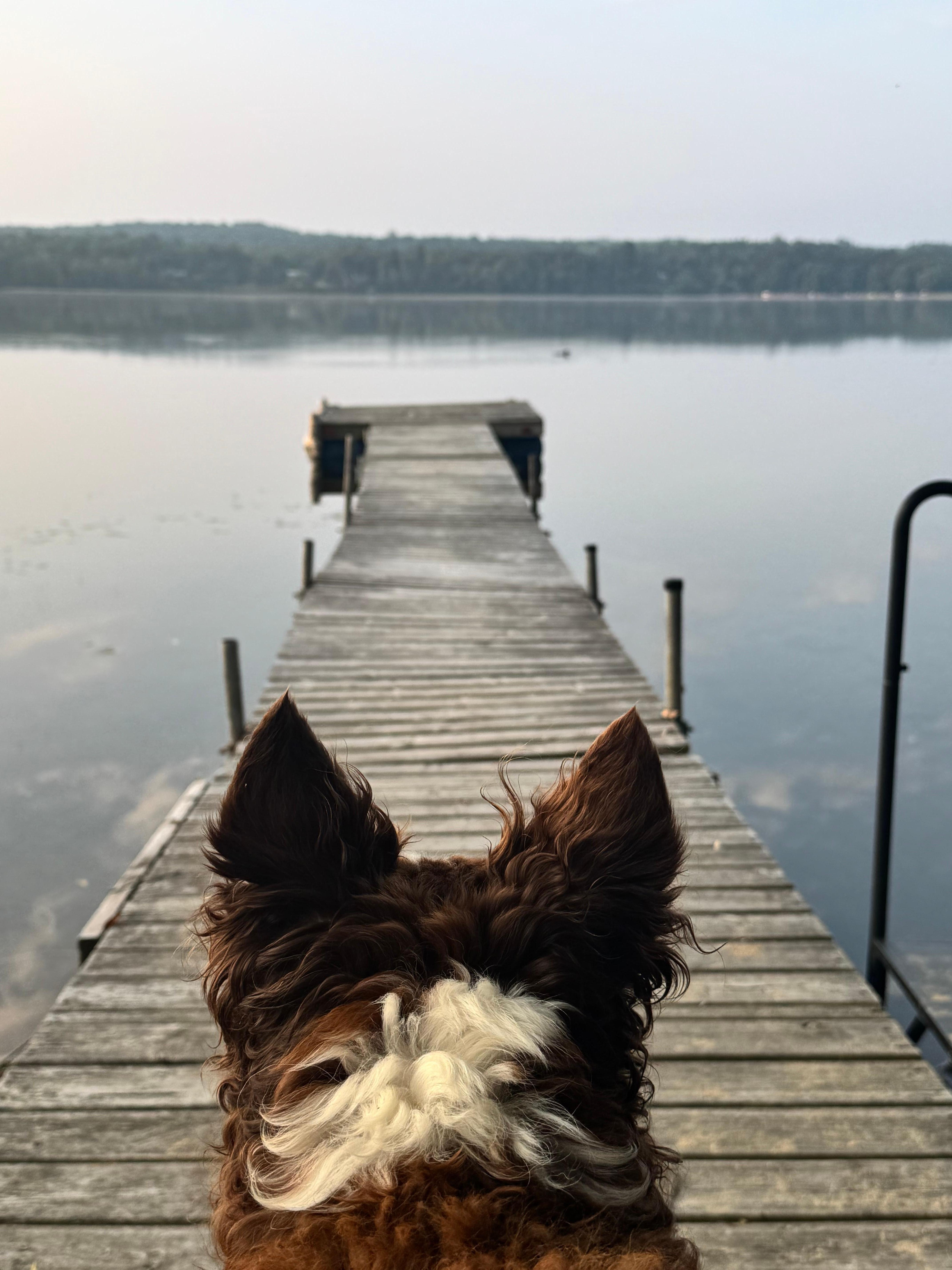 Early morning on the dock watching a loon. 