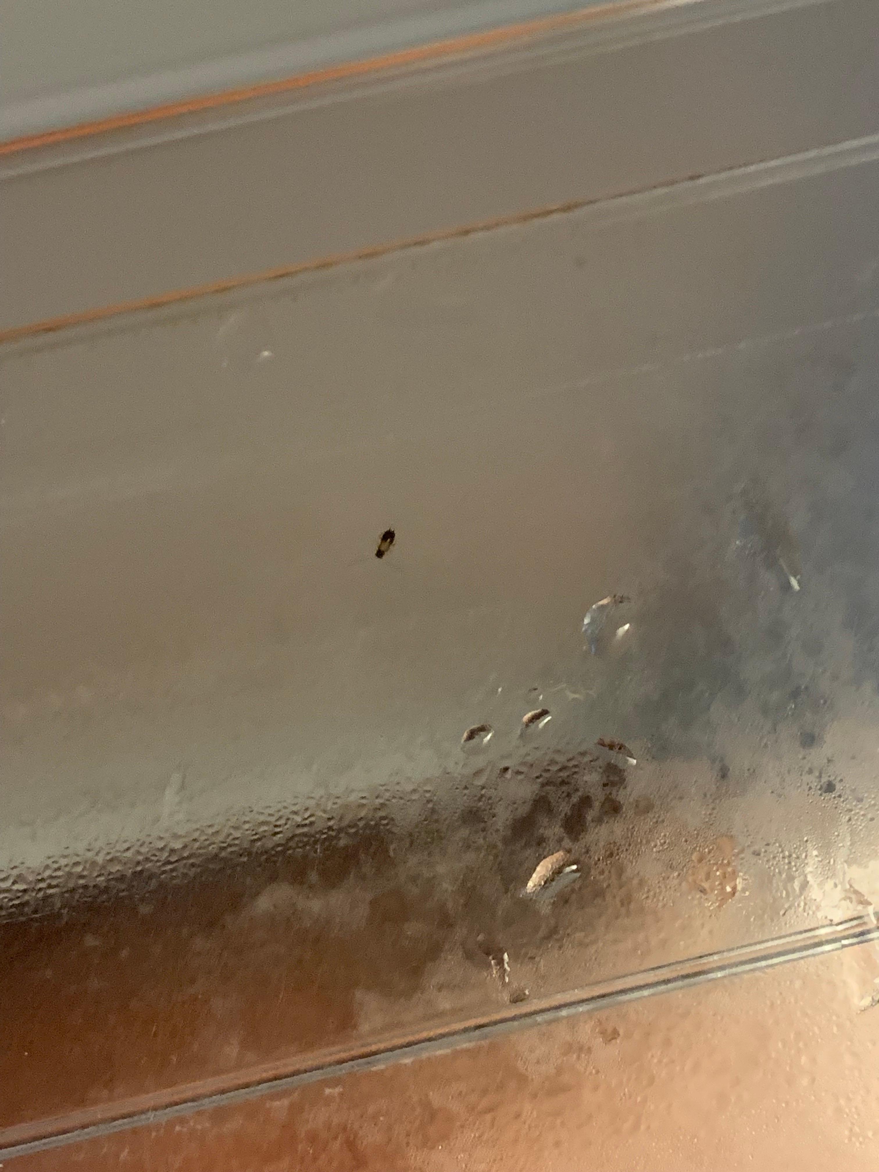 Disgusting especially after they were running into our food. 