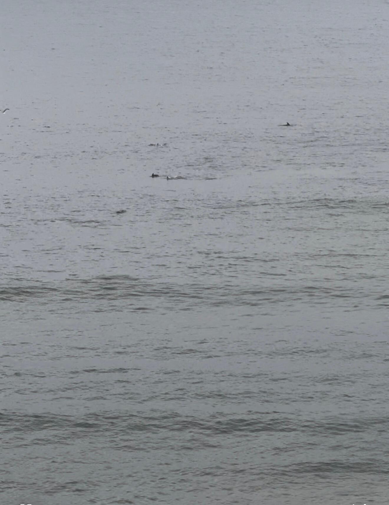 Saw more dolphins than we’ve ever seen! 