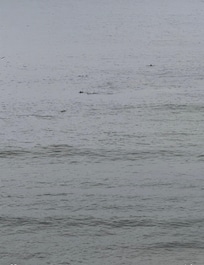Saw more dolphins than we’ve ever seen!