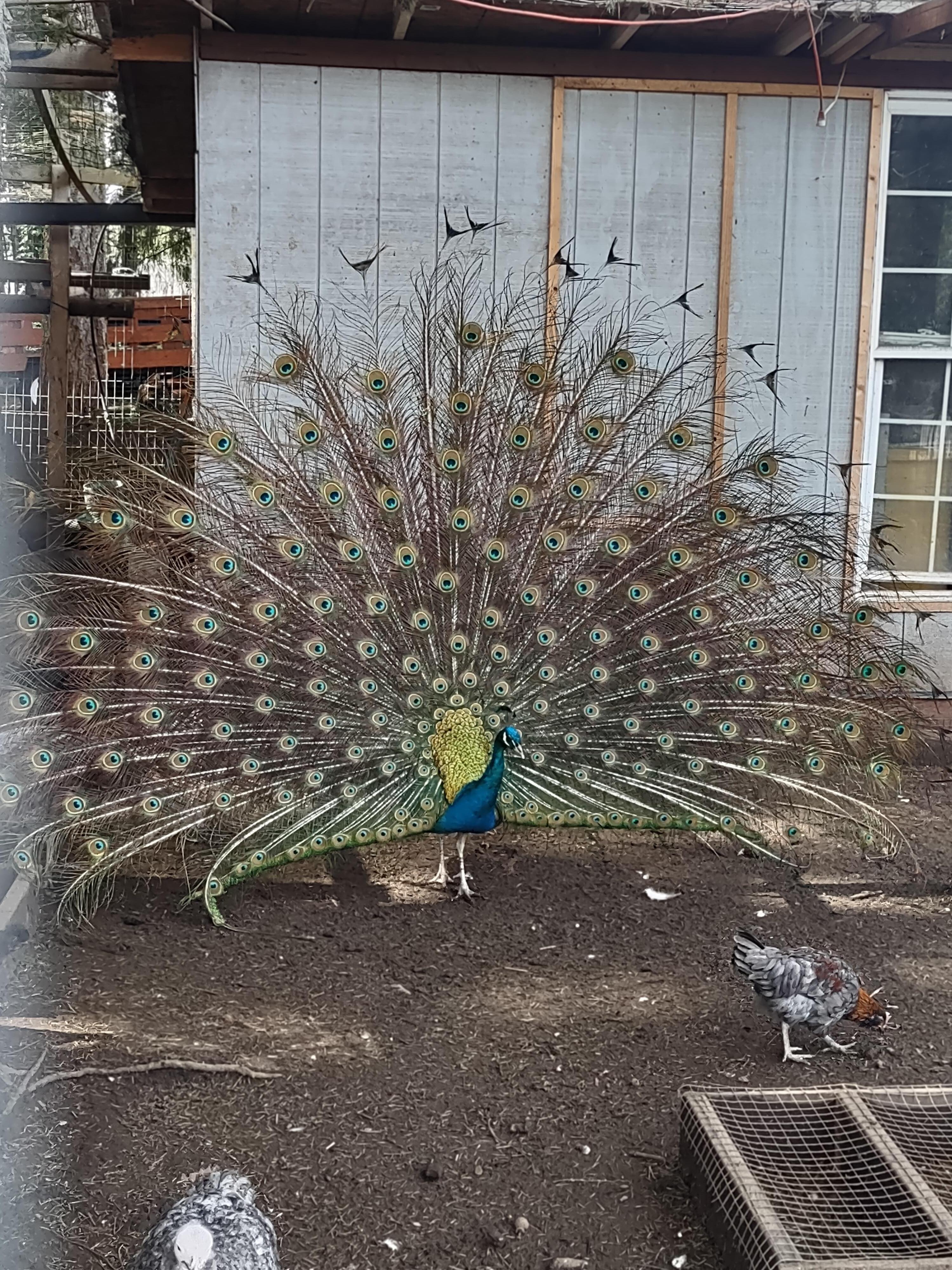 Resident peacock showing his majestic plumes
