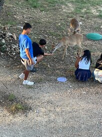 Feeding the deer