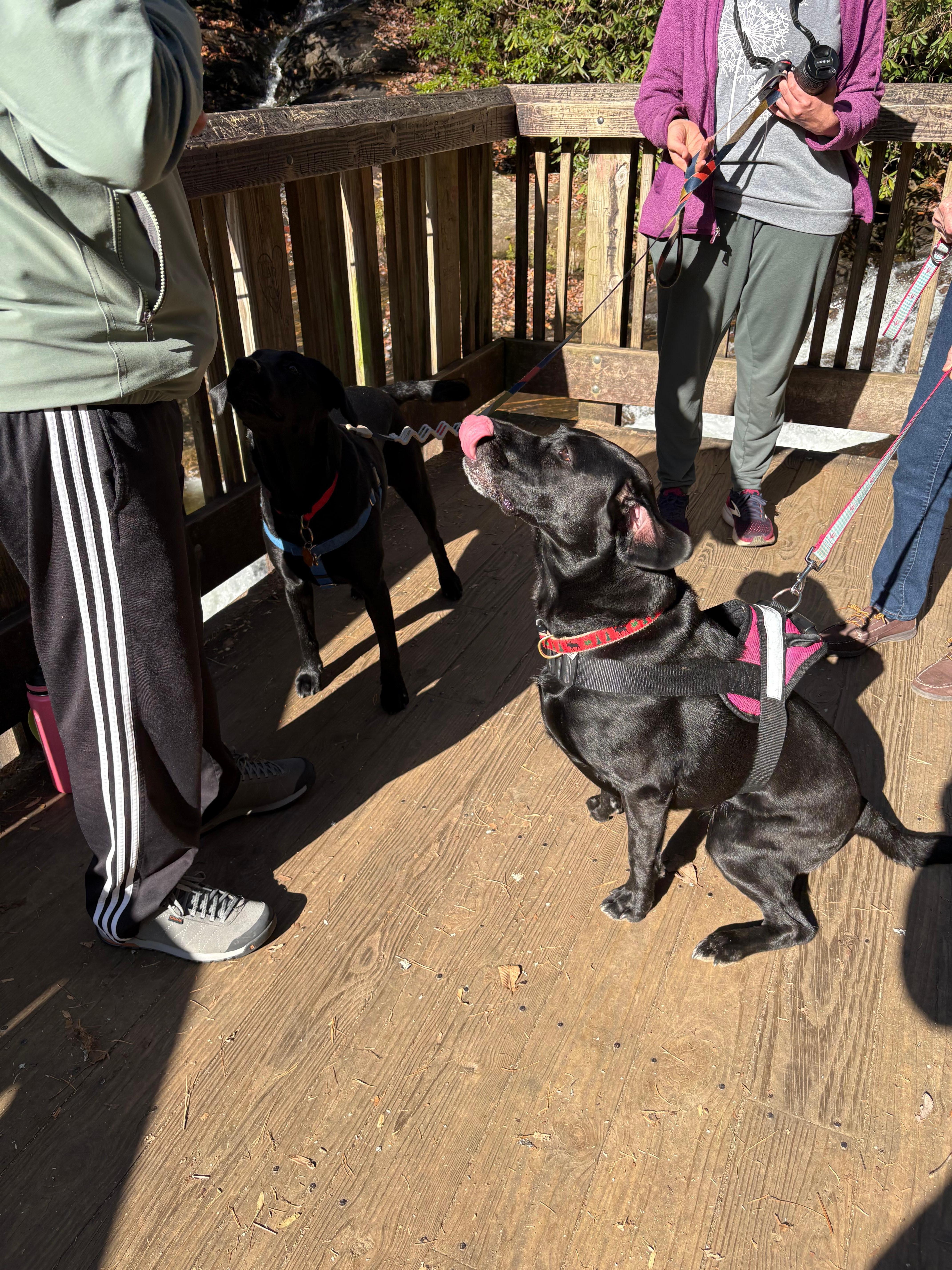 My black lab making a friend!