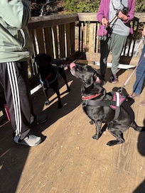 My black lab making a friend!